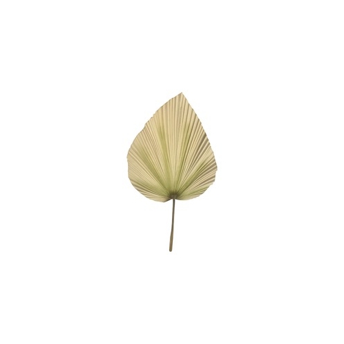 Művirág, szárított pálmalevél, 104 cm